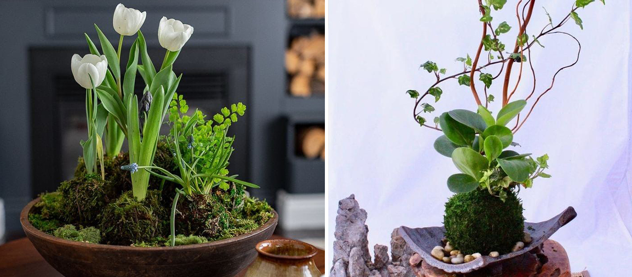 Kokedama